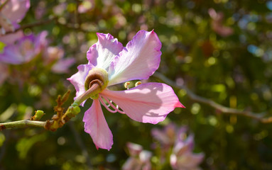 flower in the garden lapacho