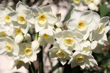 Naklejka na ściany i meble フサザキスイセンの白い花
