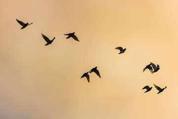 The silhouette of a flock of pigeons flying under the golden sky in the morning.