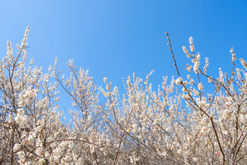 【写真素材】白梅の花と青空　広角　コピースペース