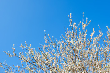【写真素材】白梅の花と青空　広角　コピースペース