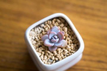 Lovely succulent plants, they are planted in beautiful flowerpots