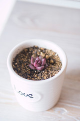 Lovely succulent plants, they are planted in beautiful flowerpots