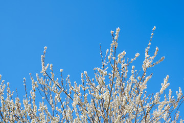 【写真素材】白梅の花と青空　広角　コピースペース