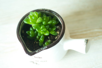 Lovely succulent plants, they are planted in beautiful flowerpots
