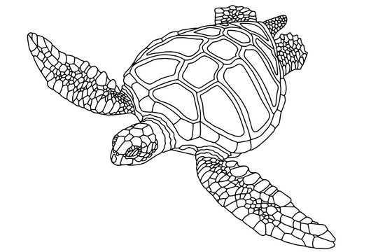 Jpeg illustration. Сoloring book. Realistic design. Sea turtle. Marine inhabitants. Children's illustration.