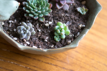 Lovely succulent plants, they are planted in beautiful flowerpots