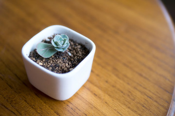 Lovely succulent plants, they are planted in beautiful flowerpots