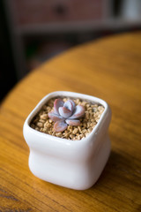 Lovely succulent plants, they are planted in beautiful flowerpots