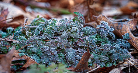 Hoarfrost on the grass and leaves in public park. Cold spring morning.