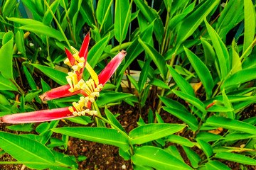 Red and yellow heliconia bud flower, on green leaves background. Yellow spots are sunlight falls on the leaves. The photo has saturated colors. Some ground is visible.