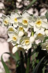 フサザキスイセンの白い花