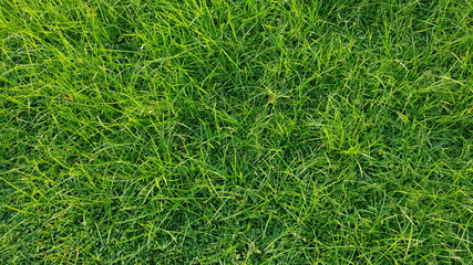 Grass texture or background. Straight downward view.