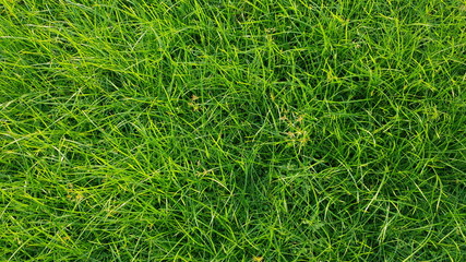Grass texture or background. Straight downward view.