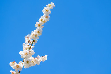 梅の花と青空　白梅　背景素材　バックグラウンド