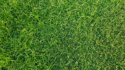 Grass texture or background. Straight downward view.
