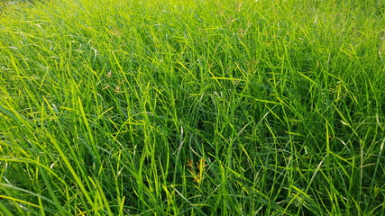 Grass texture or background. Downward, slightly angled view.
