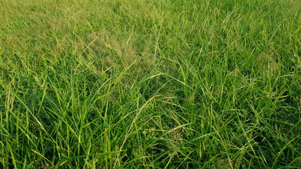 Grass texture or background. Downward, slightly angled view.