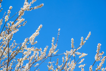 梅の花と青空　白梅　月ヶ瀬　奈良