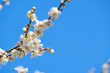 梅の花と青空　白梅　月ヶ瀬　奈良