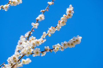 梅の花と青空　白梅　月ヶ瀬　奈良