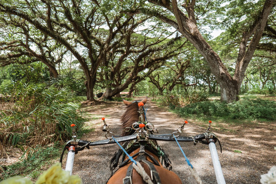 view of sitting behind a horse while riding a dokar ride in the park when holiday