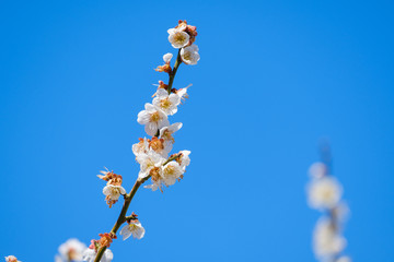 【写真素材】梅の花と青空　白梅　月ヶ瀬　奈良