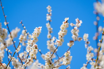 【写真素材】梅の花と青空　白梅　月ヶ瀬　奈良