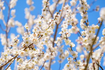 【写真素材】梅の花と青空　白梅　月ヶ瀬　奈良