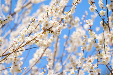 【写真素材】梅の花と青空　白梅　月ヶ瀬　奈良