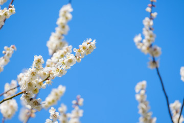 【写真素材】梅の花と青空　白梅　月ヶ瀬　奈良