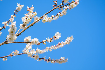 【写真素材】梅の花と青空　白梅　月ヶ瀬　奈良