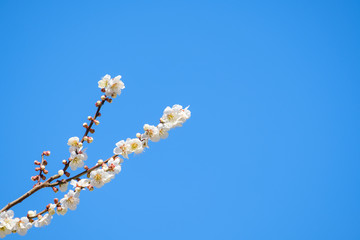 【写真素材】梅の花と青空　白梅　月ヶ瀬　奈良