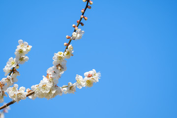 【写真素材】梅の花と青空　白梅　月ヶ瀬　奈良
