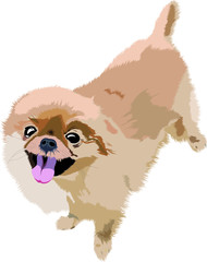 Vector Illustration of a Cute Pomeranian Puppy