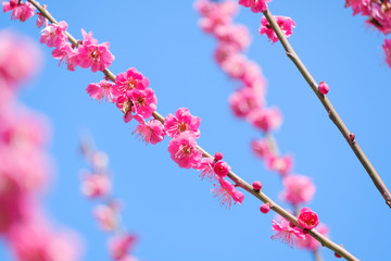 Fototapeta na wymiar 【写真素材】梅の花と青空　紅梅　梅の花　