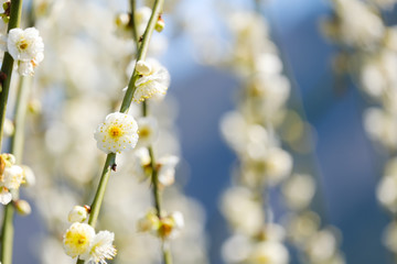 梅の花　白梅　月ヶ瀬　奈良