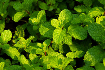 Green Peppermint Leaves with Sunlight