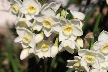 Naklejka na ściany i meble フサザキスイセンの白い花