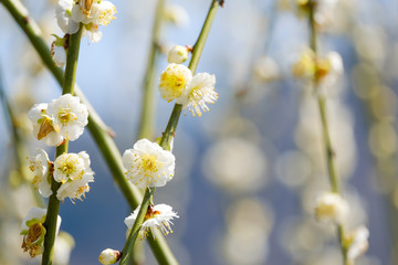 梅の花　白梅　月ヶ瀬　奈良