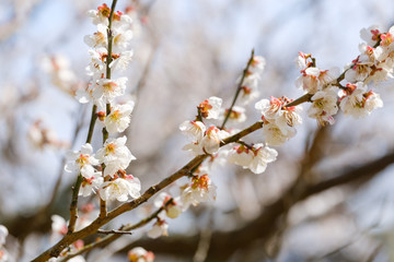 梅の花　早春　日本　晴れ