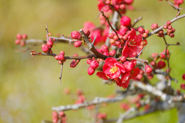 紅梅　梅の花　