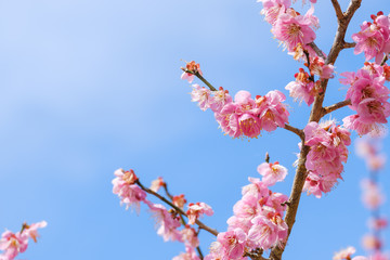 【写真素材】梅の花と青空　紅梅　梅の花　