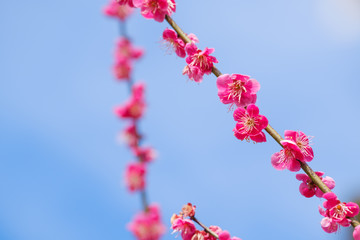 【写真素材】梅の花と青空　紅梅　梅の花　