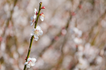 梅の花　早春　日本　晴れ