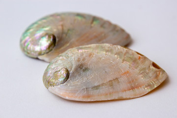 Abalone pair