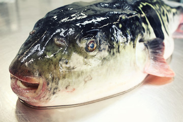 天然とらふぐ④