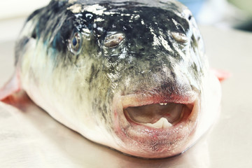 天然とらふぐ③