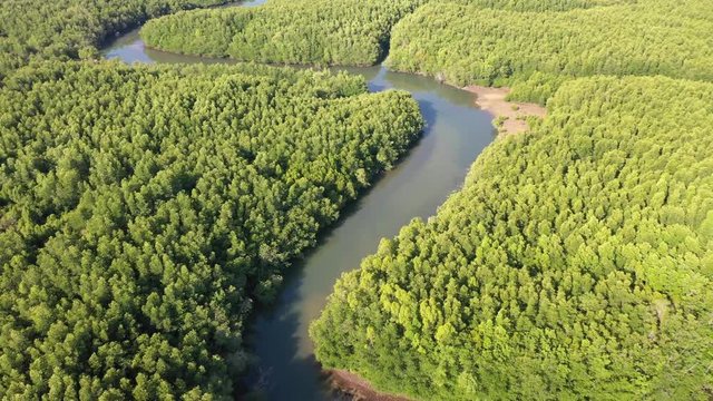 Mangrove forest and river aerial drone footage 