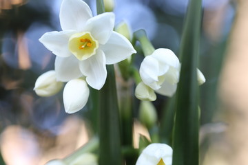 フサザキスイセンの白い花